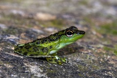 Staurois guttatus