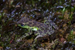 Staurois guttatus