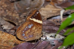 Xanthotaenia busiris