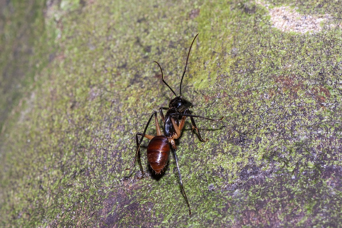 Dinomyrmex gigas borneensis