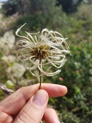 Clematis reticulata