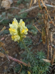 Linaria biebersteinii
