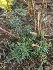Linaria biebersteinii