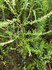 Artemisia argyi