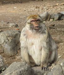Macaca sylvanus