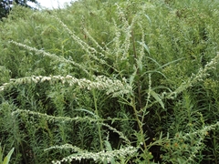 Artemisia argyi