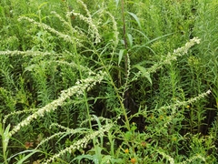 Artemisia argyi