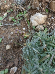 Linaria biebersteinii