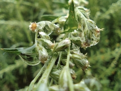 Artemisia argyi
