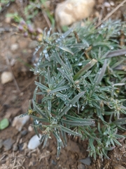 Linaria biebersteinii