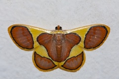 Plutodes cyclaria