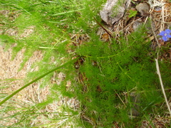 Meum athamanticum