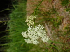 Meum athamanticum