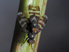 Herina frondescentiae