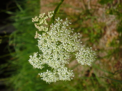 Meum athamanticum