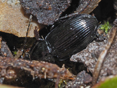 Pterostichus vernalis
