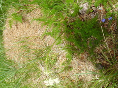 Meum athamanticum