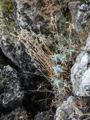 Cerastium biebersteinii