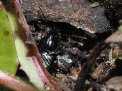 Pterostichus vernalis