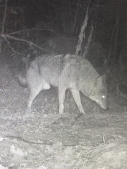 Canis latrans thamnos