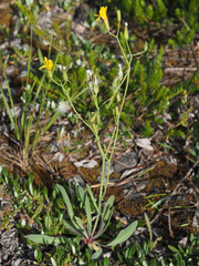 Chondrilla chondrilloides