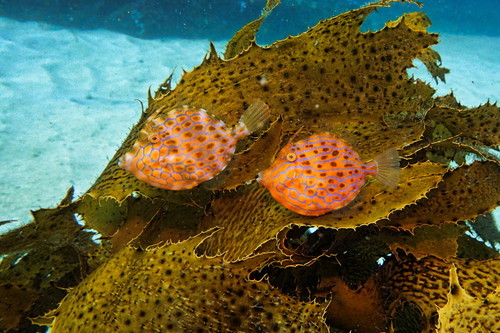 Deep-bodied leatherjacket (Eubalichthys mosaicus) — Monacanthidae — 2