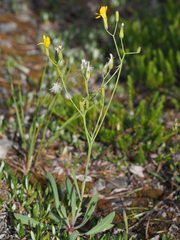 Chondrilla chondrilloides