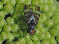 Herina frondescentiae
