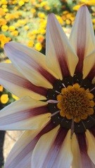 Asteraceae