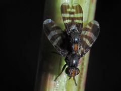 Herina frondescentiae