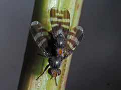 Herina frondescentiae