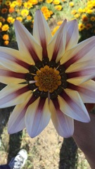 Asteraceae