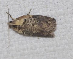 Cryptoptila australana