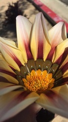 Asteraceae