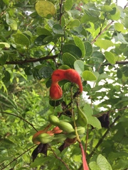 Pithecellobium keyense