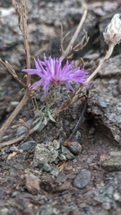 Centaurea sterilis
