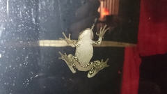 Ranoidea cyclorhynchus