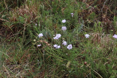 Scabiosa incisa