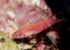 Paracheilinus bellae