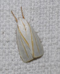 Cryptophasa flavolineata