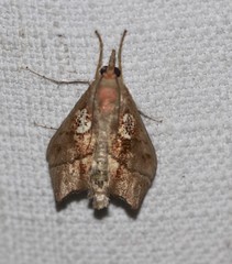 Styphlolepis hypermegas