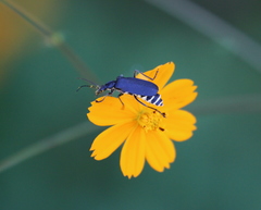 Chauliognathus vestitus