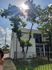 Coccoloba barbadensis