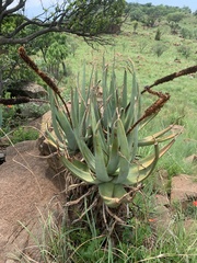 Aloe castanea