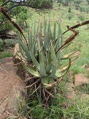 Aloe castanea