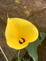 Zantedeschia pentlandii