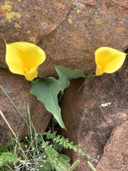 Zantedeschia pentlandii
