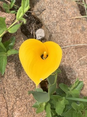 Zantedeschia pentlandii