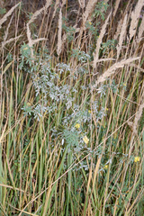 Calamagrostis epigejos