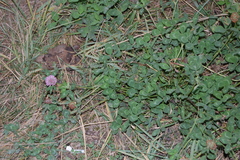 Trifolium pratense